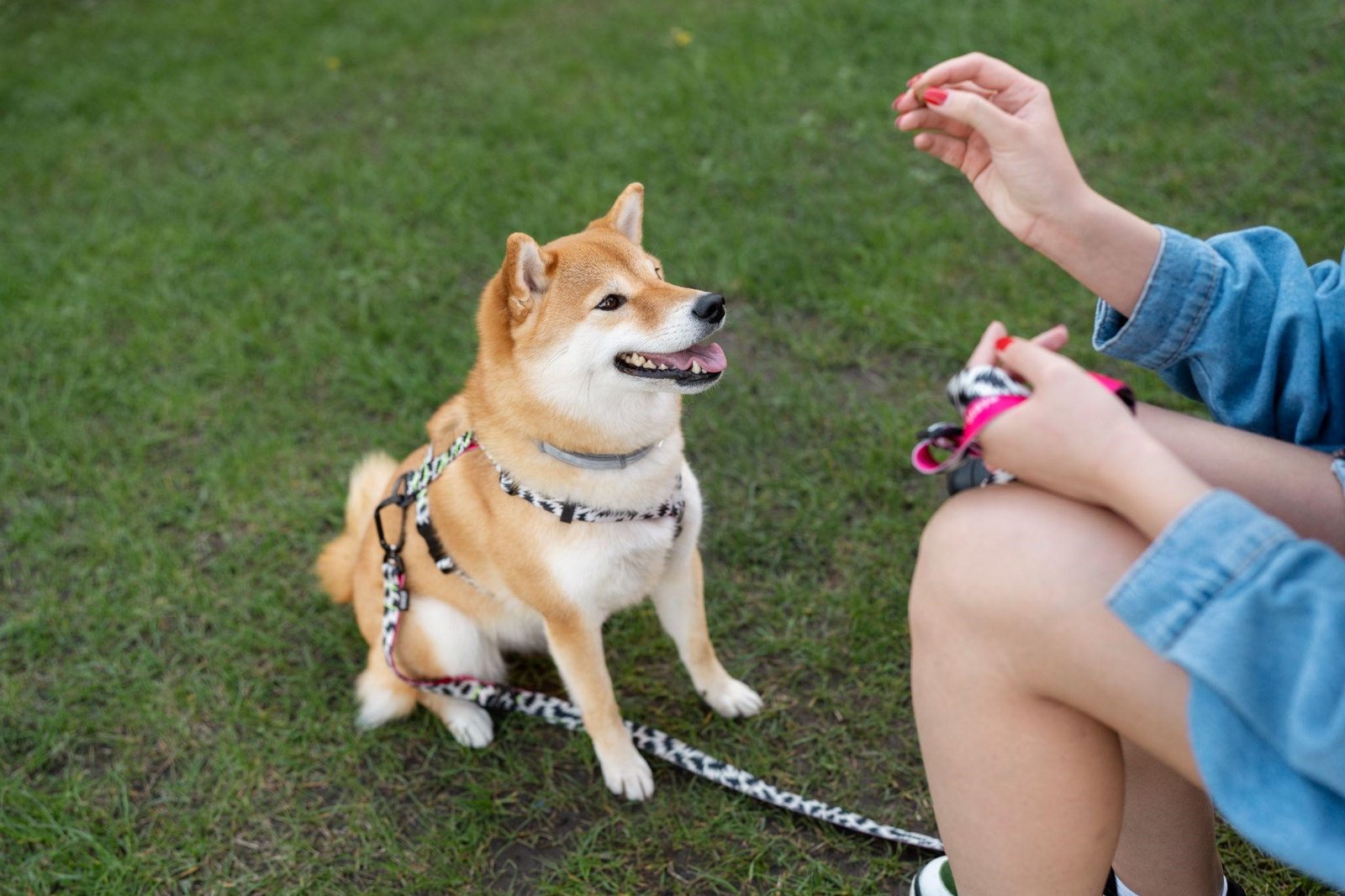 Dog Accessories