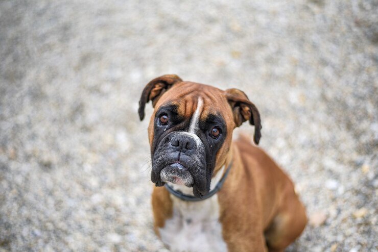 red nose pitbull